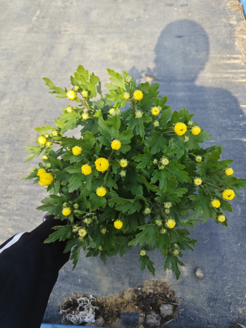 140#黄菊花