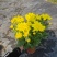 140#黄菊花