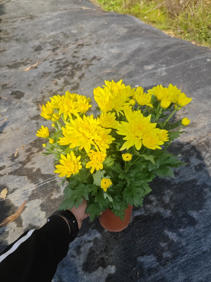 140#黄菊花