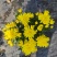 140#黄菊花