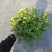 140#黄菊花