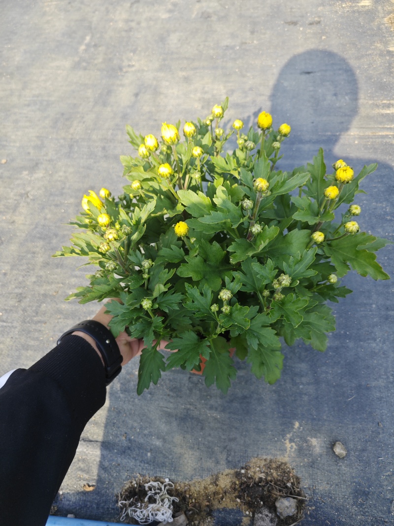 140#黄菊花