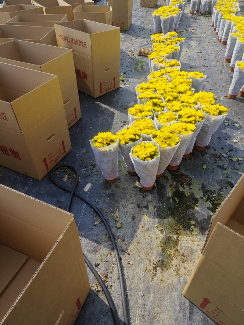 140#黄菊花