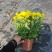 140#黄菊花