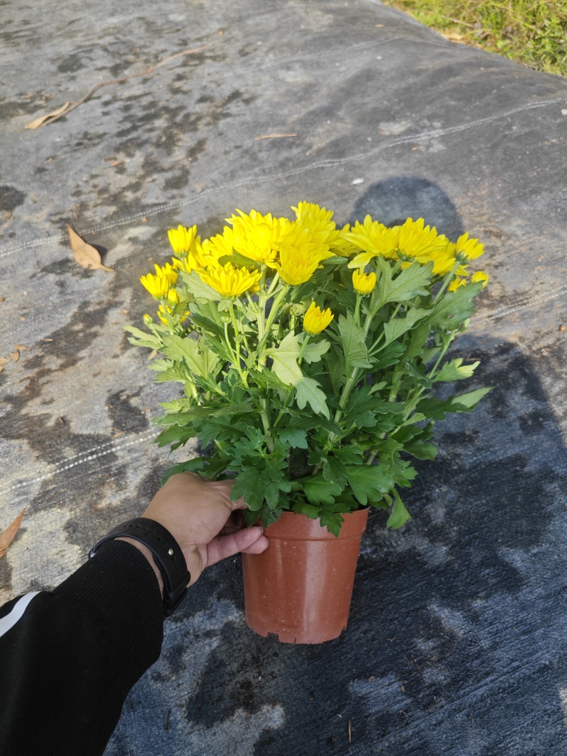 140#黄菊花