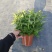 140#黄菊花