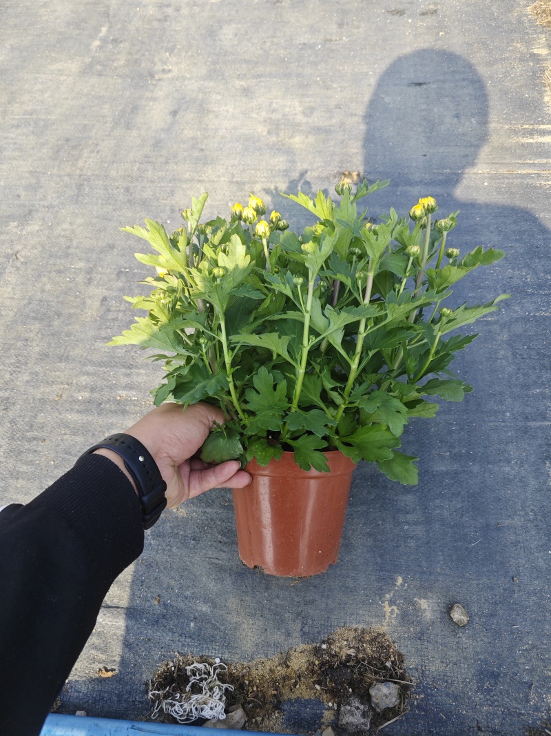 140#黄菊花