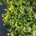 140#黄菊花
