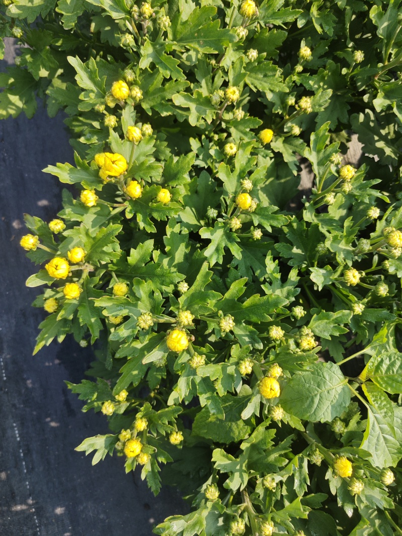 140#黄菊花