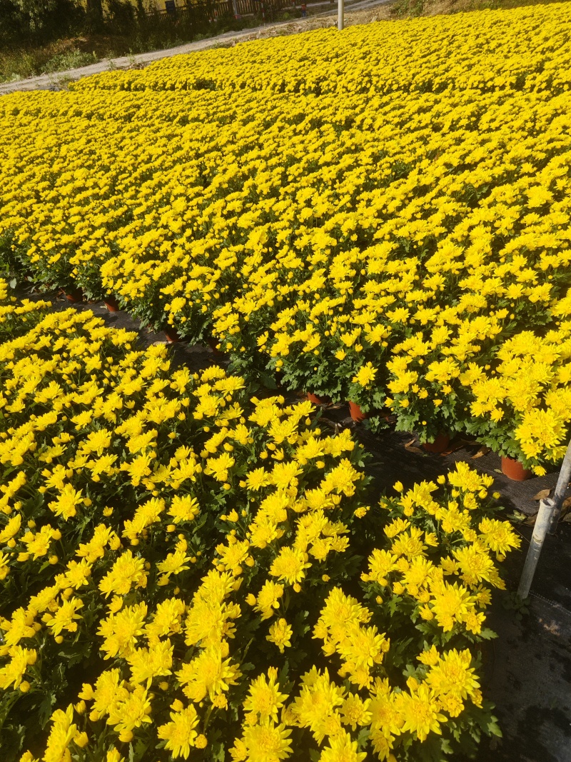140#黄菊花