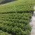 140#黄菊花