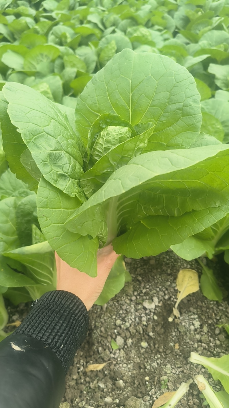 挖到宝了，这家大棚杭白菜，比菜市场还便宜大棚现摘，脆嫩多。