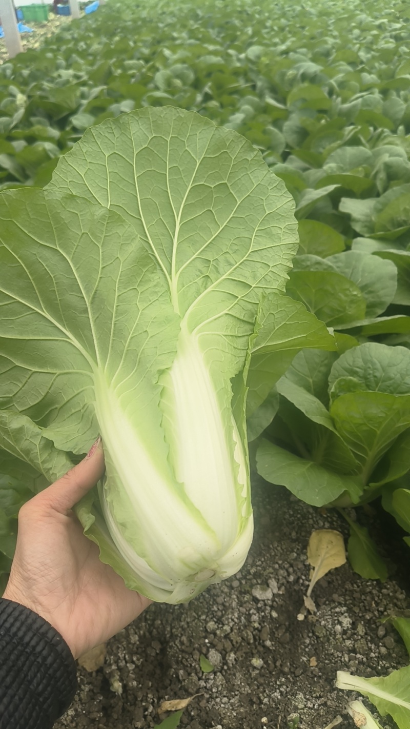 挖到宝了，这家大棚杭白菜，比菜市场还便宜大棚现摘，脆嫩多。