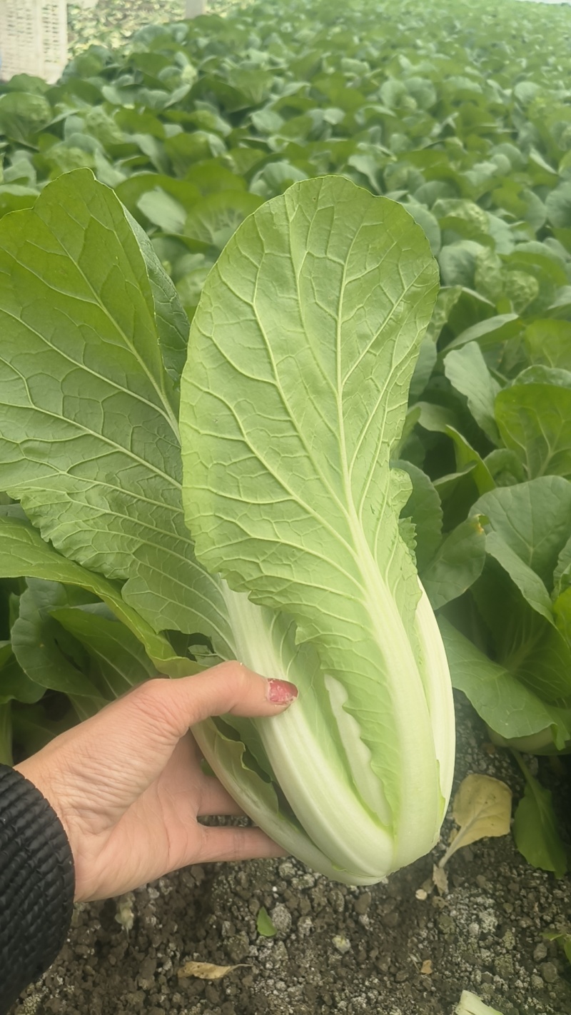 挖到宝了，这家大棚杭白菜，比菜市场还便宜大棚现摘，脆嫩多。