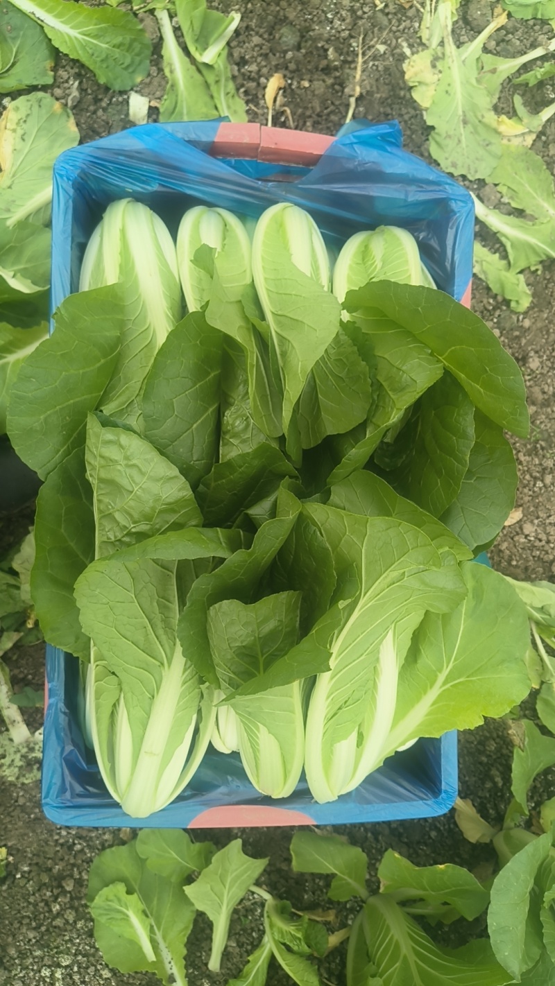 挖到宝了，这家大棚杭白菜，比菜市场还便宜大棚现摘，脆嫩多。