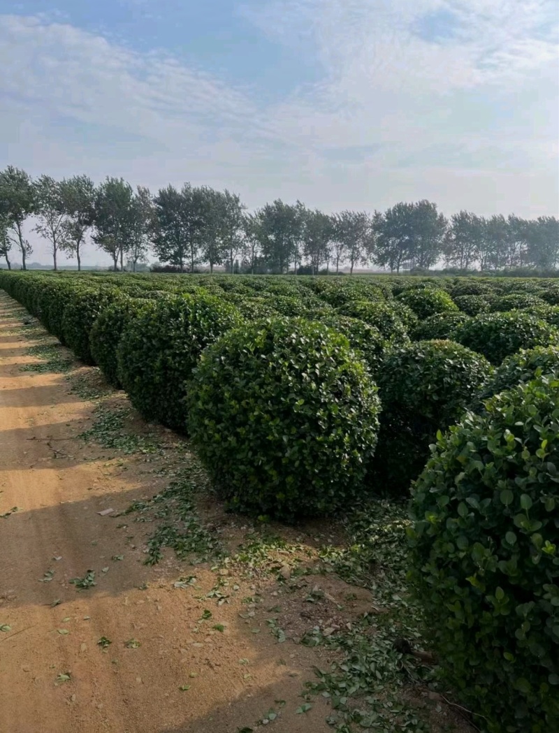 自家苗圃大叶黄杨球，规格齐全，欢迎新老顾客前来咨询选