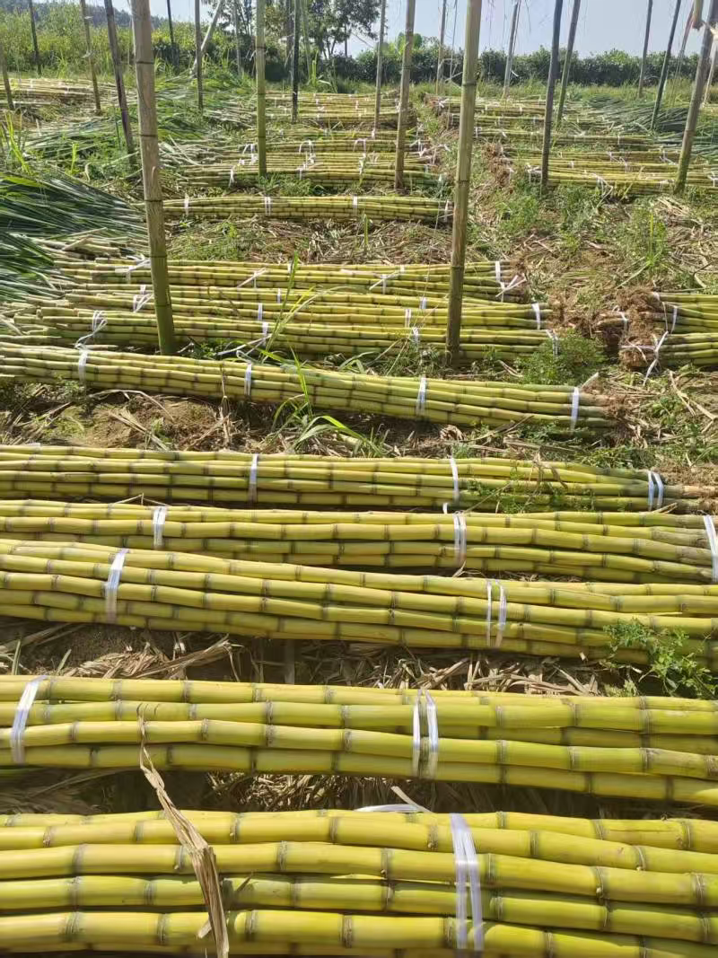 【精选】黄皮甘蔗云南甘蔗质量好价格低爽口多汁