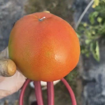 番茄西红柿