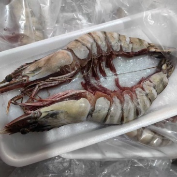 虎虾大海虾斑节虾