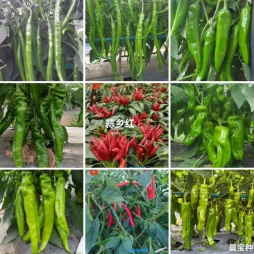 螺丝椒线椒牛角椒皱皮椒小米辣蒜乡红辣椒苗