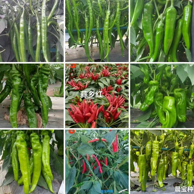 螺丝椒线椒牛角椒皱皮椒小米辣蒜乡红辣椒苗