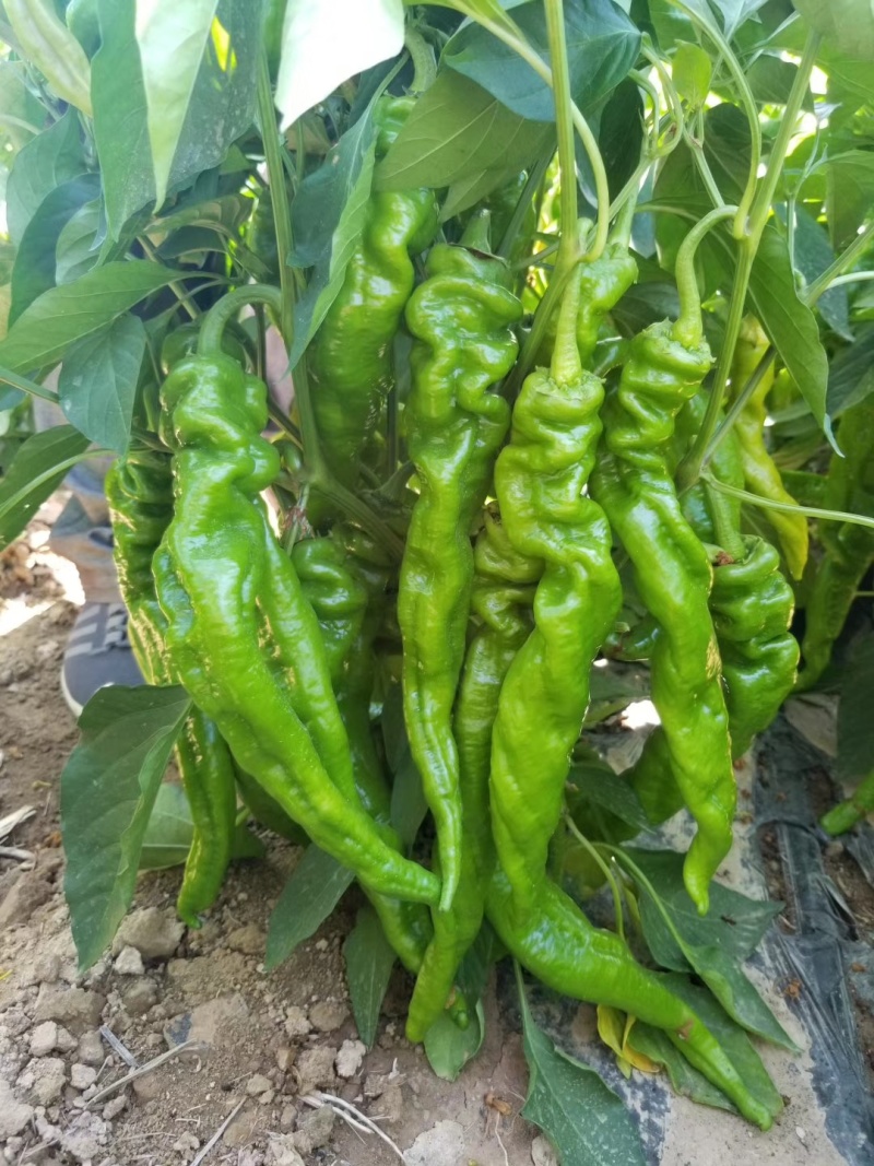 螺丝椒线椒牛角椒皱皮椒小米辣蒜乡红辣椒苗