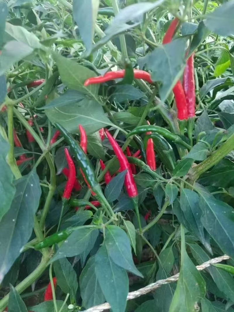螺丝椒线椒牛角椒皱皮椒小米辣蒜乡红辣椒苗