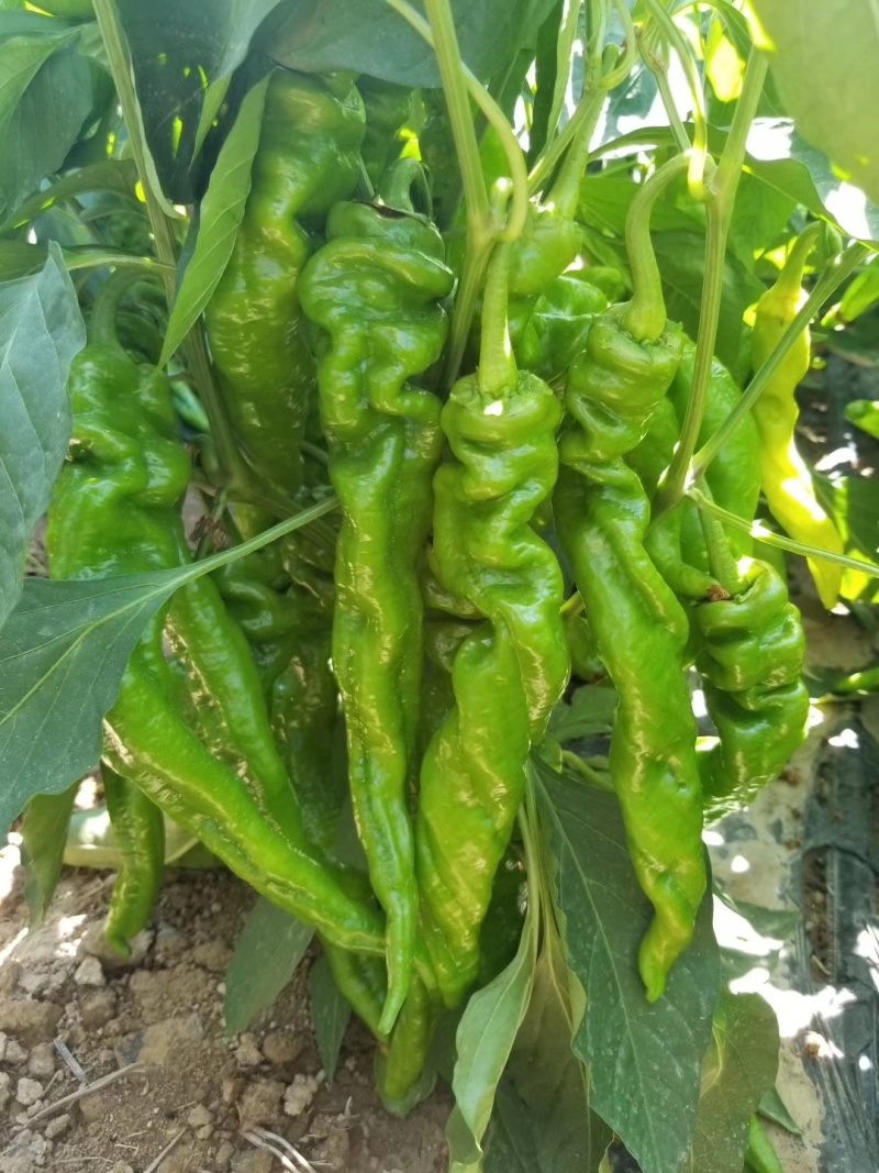 螺丝椒线椒牛角椒皱皮椒小米辣蒜乡红辣椒苗