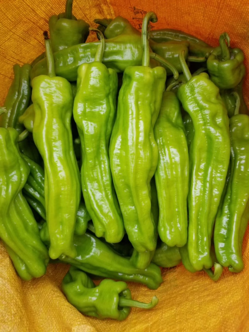 螺丝椒线椒牛角椒皱皮椒小米辣蒜乡红辣椒苗