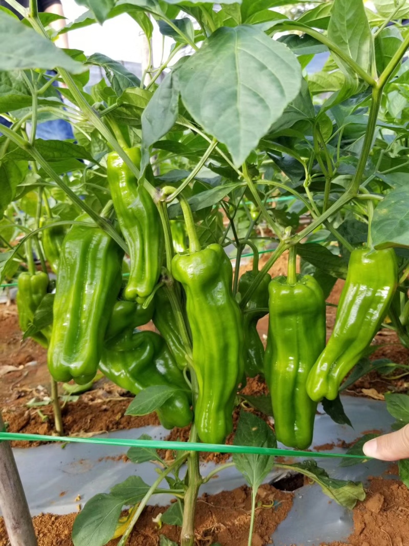 螺丝椒线椒牛角椒皱皮椒小米辣蒜乡红辣椒苗