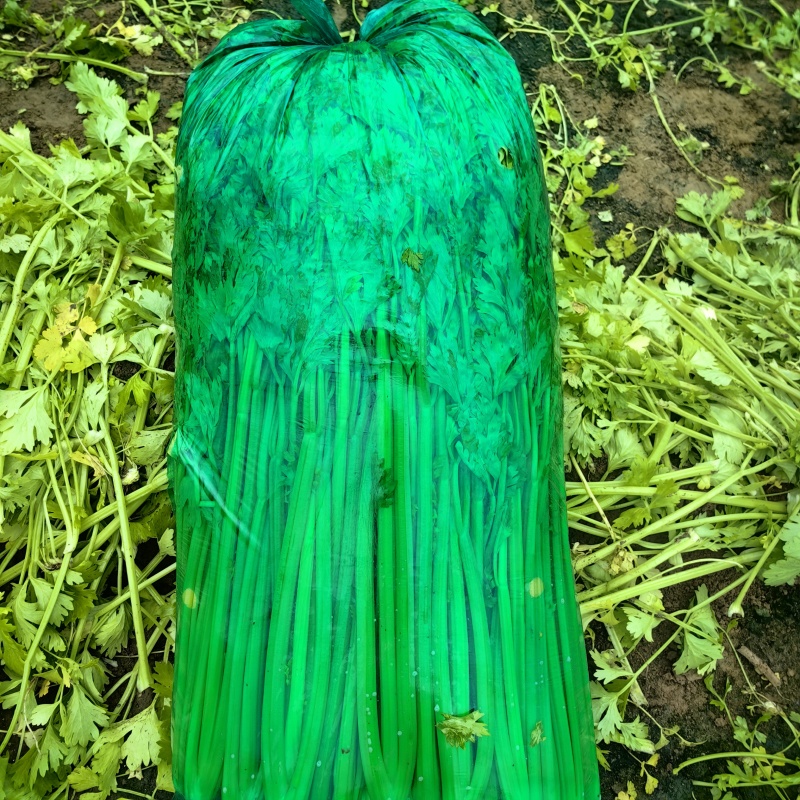 芹菜