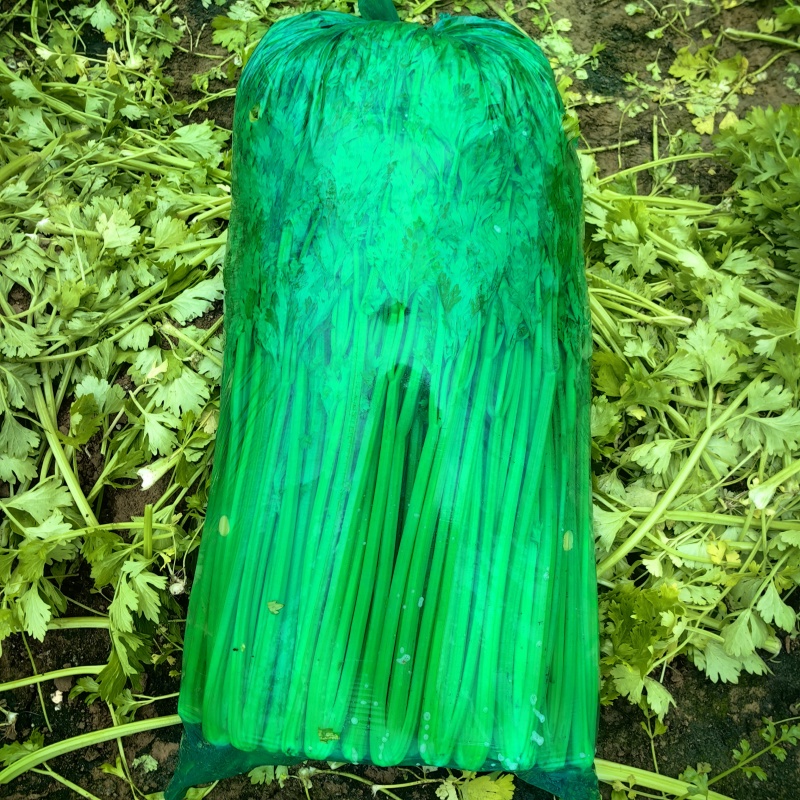 芹菜
