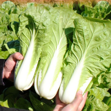 产地直销《小白菜》，小白菜，质量好，价格优