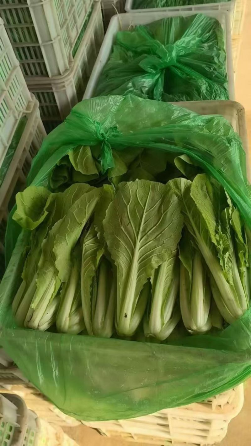 产地直销《小白菜》，小白菜，质量好，价格优