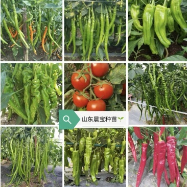 线椒苗螺丝椒苗小米辣皱皮椒苗牛角椒苗金贵宏辣椒苗