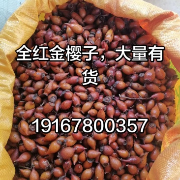 纯野生金樱子，大量有货