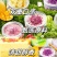 恬心日记盒子慕斯小罐罐子蛋糕草莓蛋糕甜品礼盒生日新年礼物