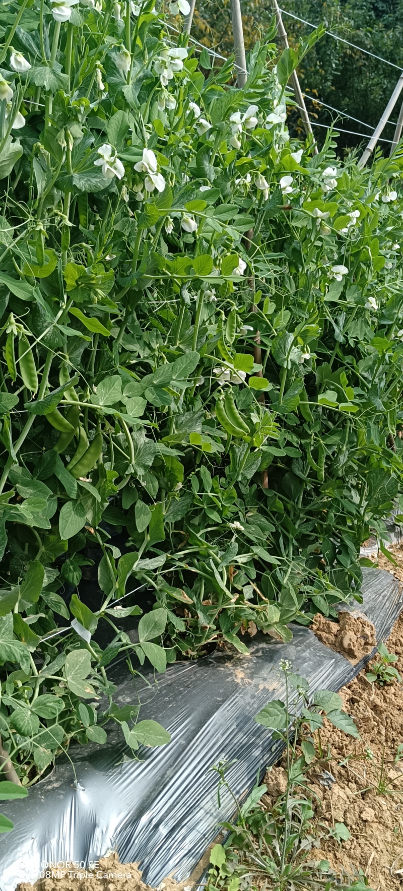荷兰豆