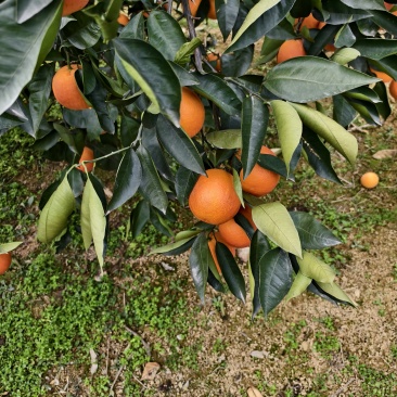 血橙