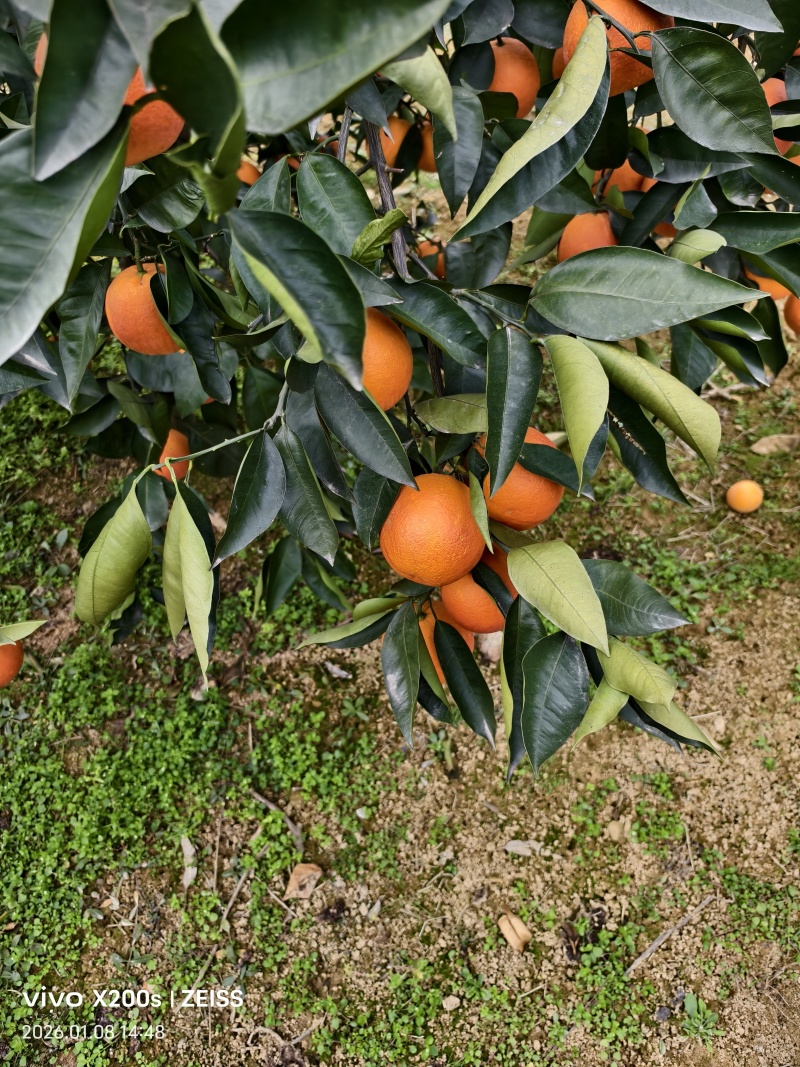 血橙