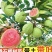 四季珍珠番石榴苗、黄金奶油、红心芭乐、胭脂红芭乐