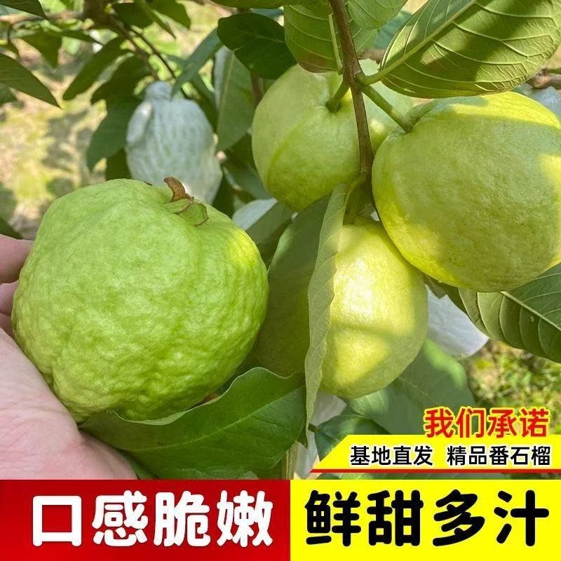 四季珍珠番石榴苗、黄金奶油、红心芭乐、胭脂红芭乐