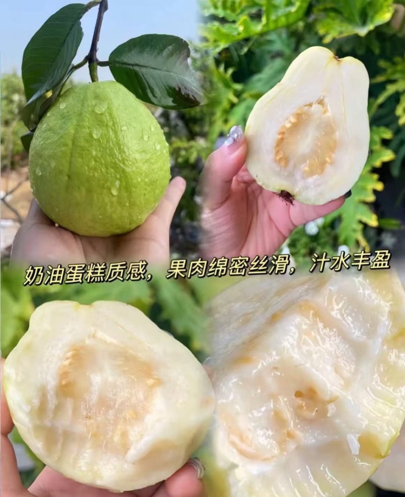 四季珍珠番石榴苗、黄金奶油、红心芭乐、胭脂红芭乐
