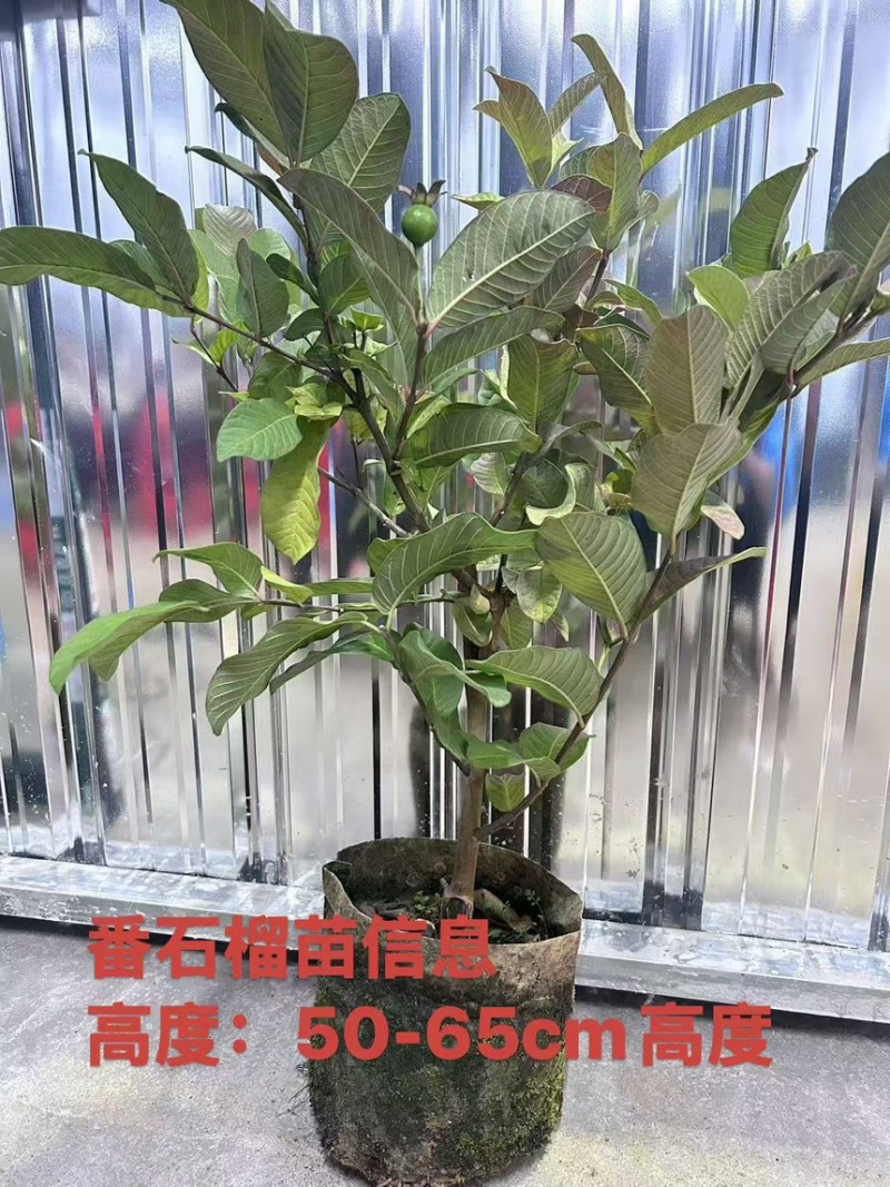 四季珍珠番石榴苗、黄金奶油、红心芭乐、胭脂红芭乐