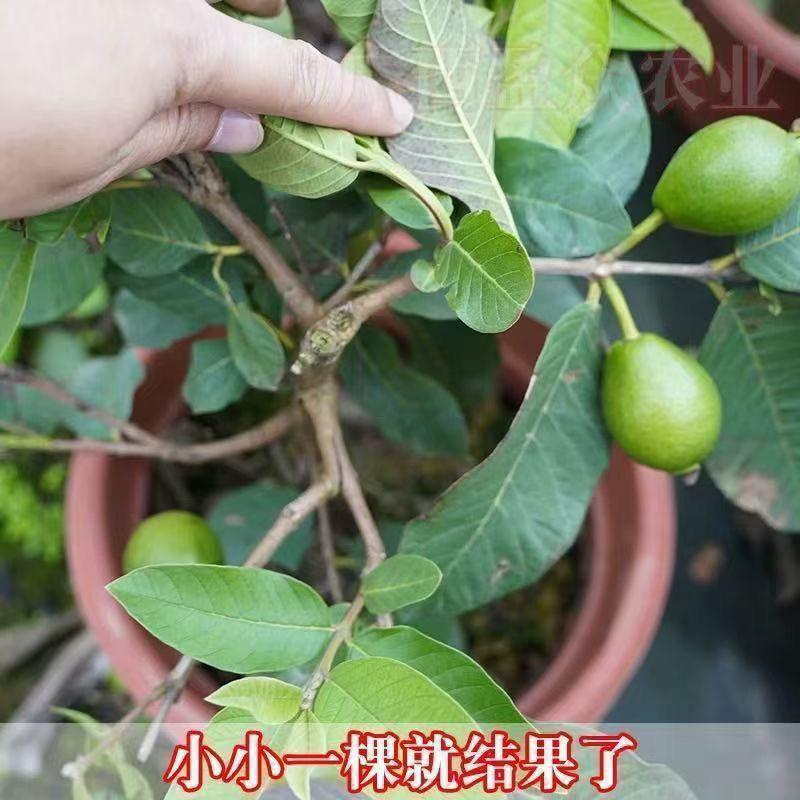 四季珍珠番石榴苗、黄金奶油、红心芭乐、胭脂红芭乐