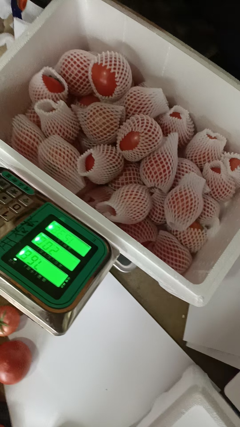 海阳普鲁旺斯西红柿汁水多皮薄不空心好吃不贵可以一件代发