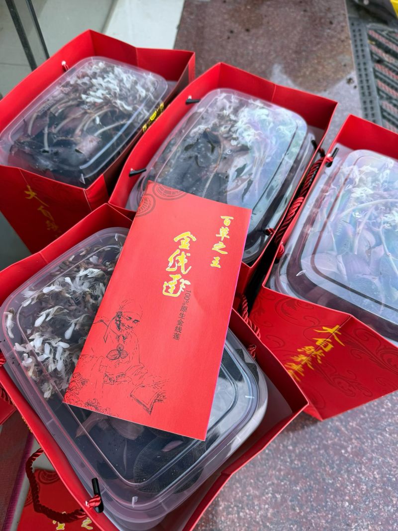 种植开花红霞金线莲，当天采摘当天发货。