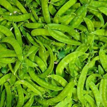 荷兰豆大量上市