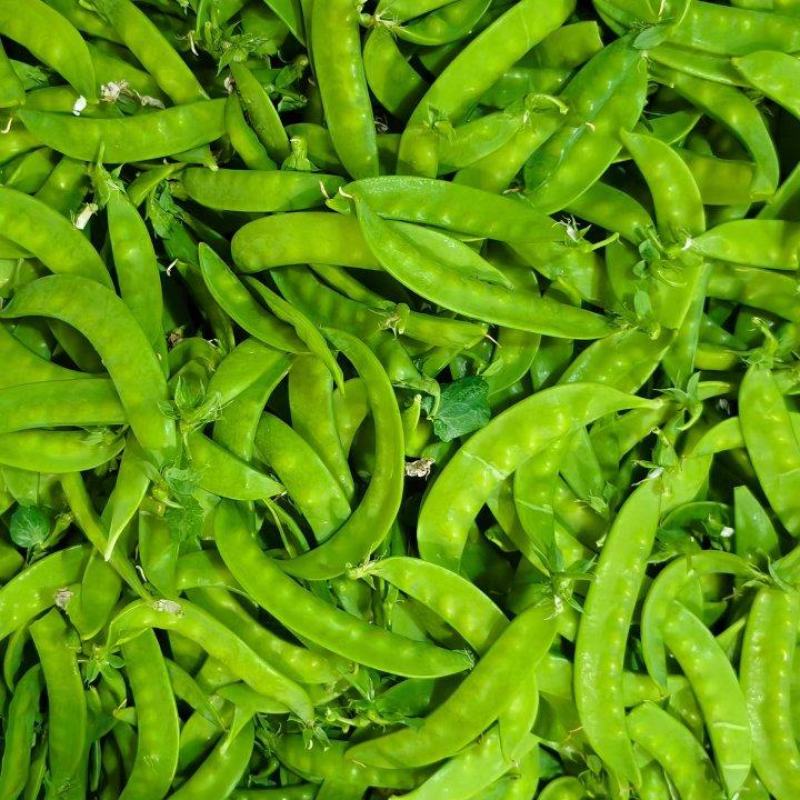 荷兰豆大量上市