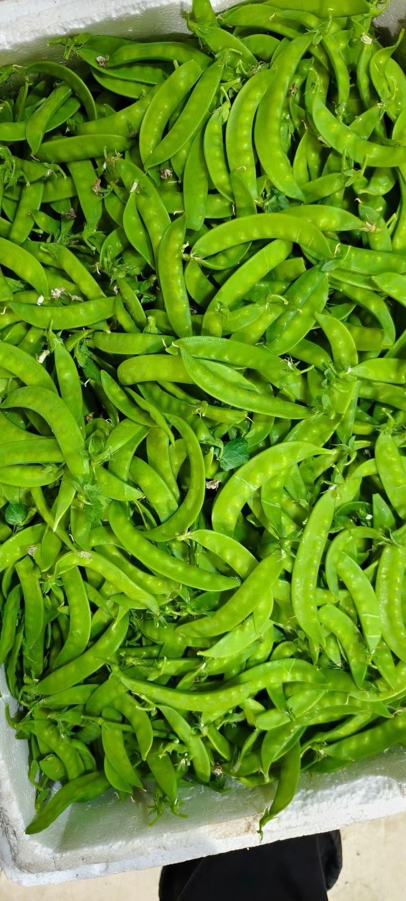 荷兰豆大量上市